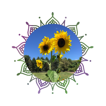 a picture of three sunflowers in a circle