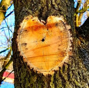 tree heart