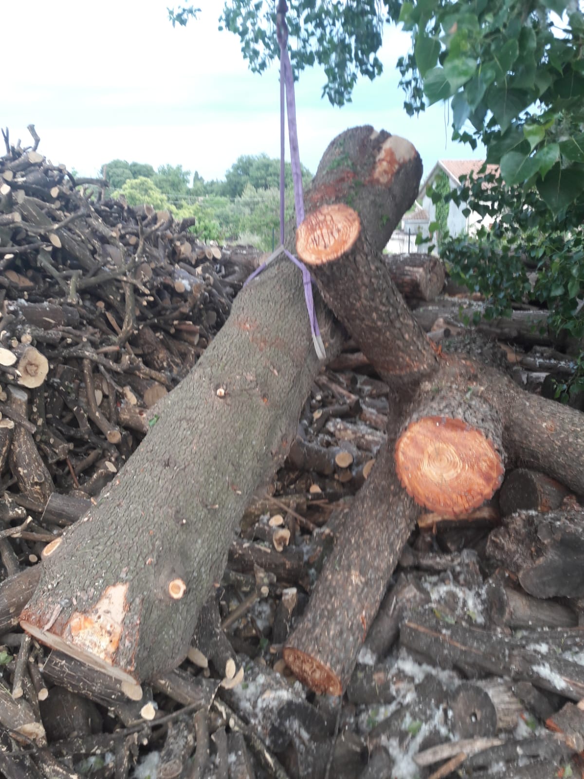 pulvirenti legna da ardere