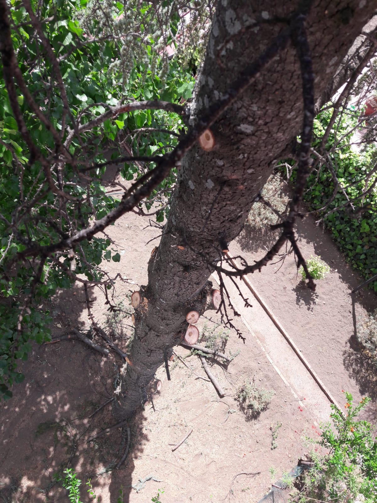 pulvirenti legna da ardere