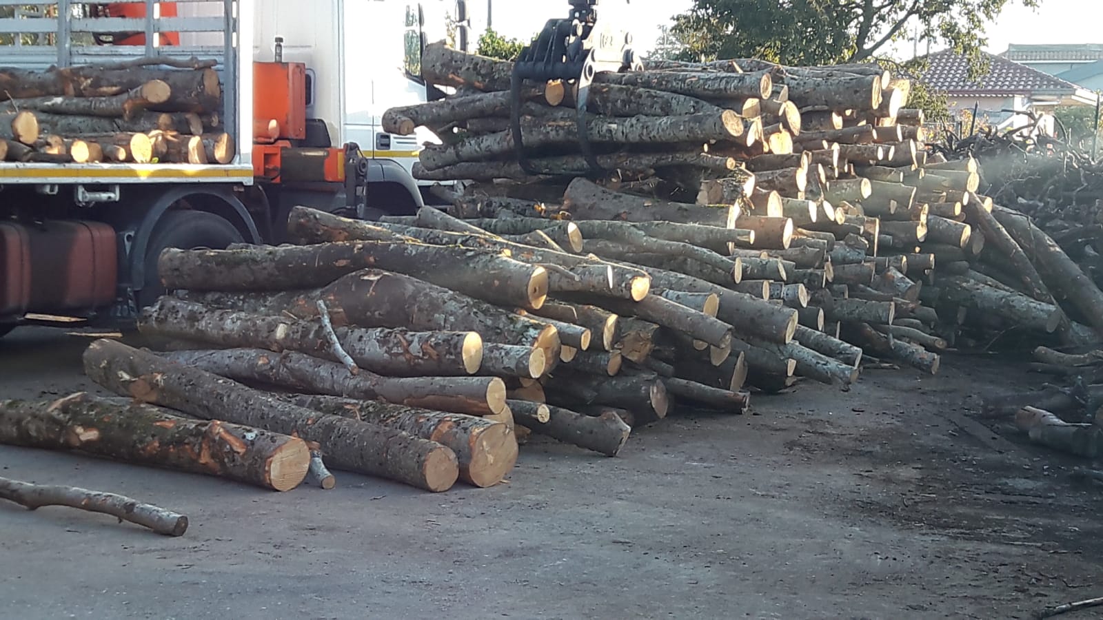 pulvirenti legna da ardere