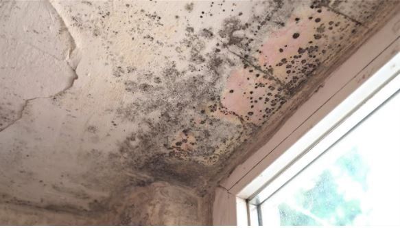 Excess humidity build up around a window has lead to copious amount of mold growth.