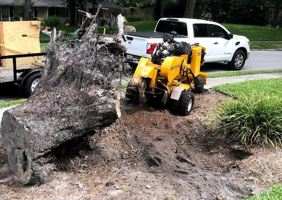 Grinding a tree stump