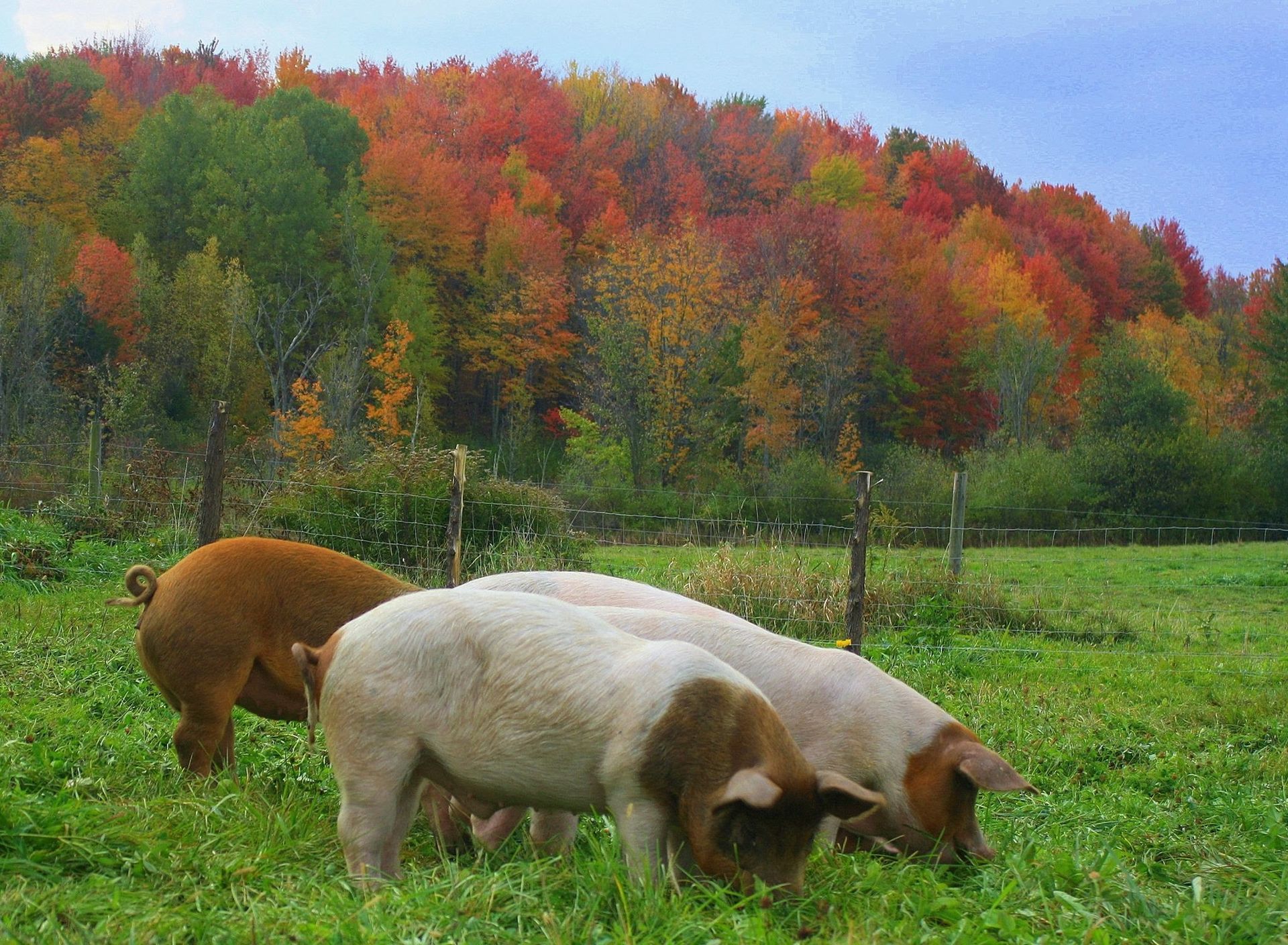 Farm Pigs — Whiting, VT — Depot Farm Supply