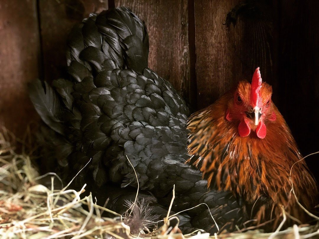Hen — Whiting, VT — Depot Farm Supply