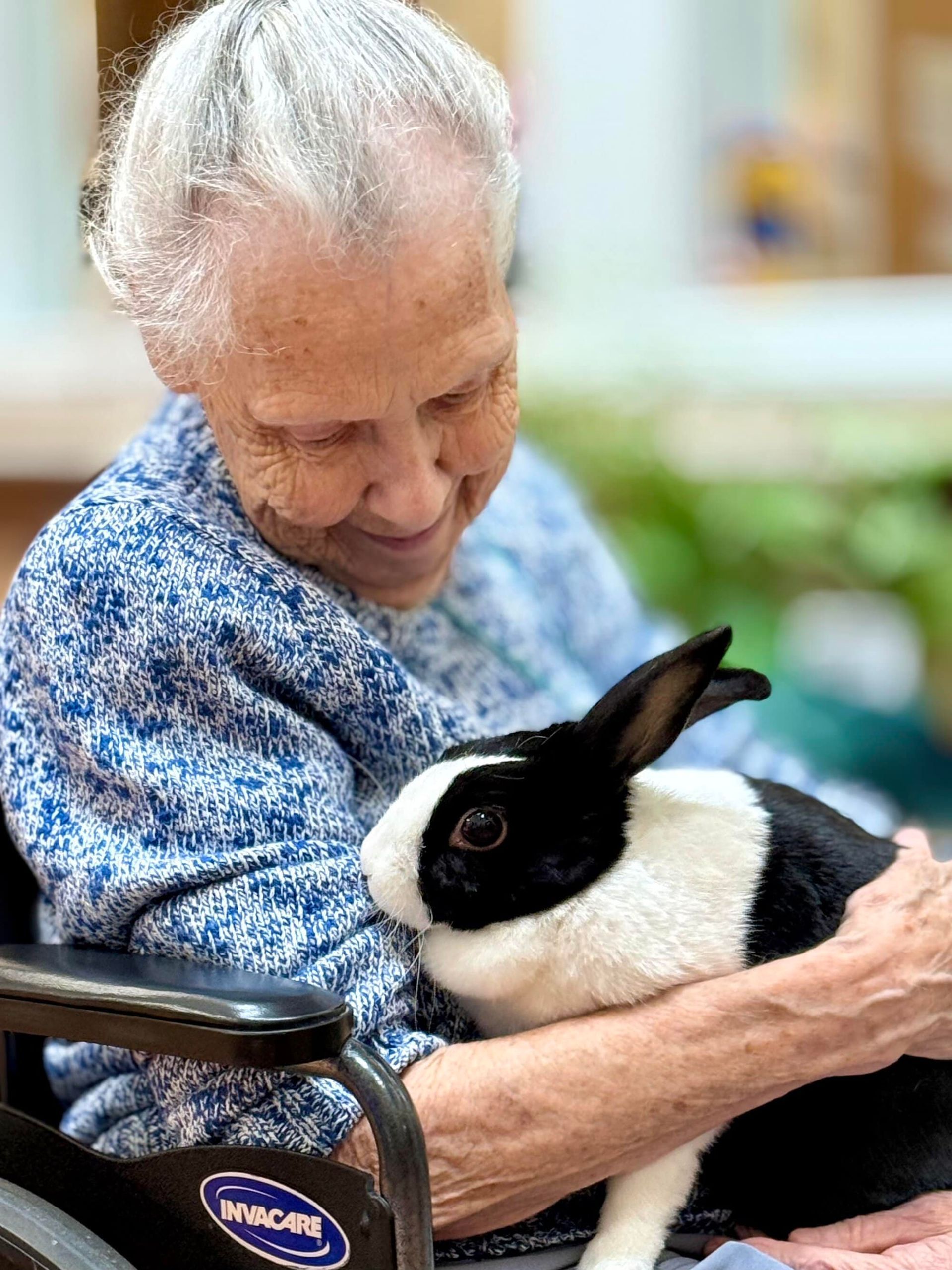 Elderly woman in wheelchair smiling, cuddling a black and white rabbit.
