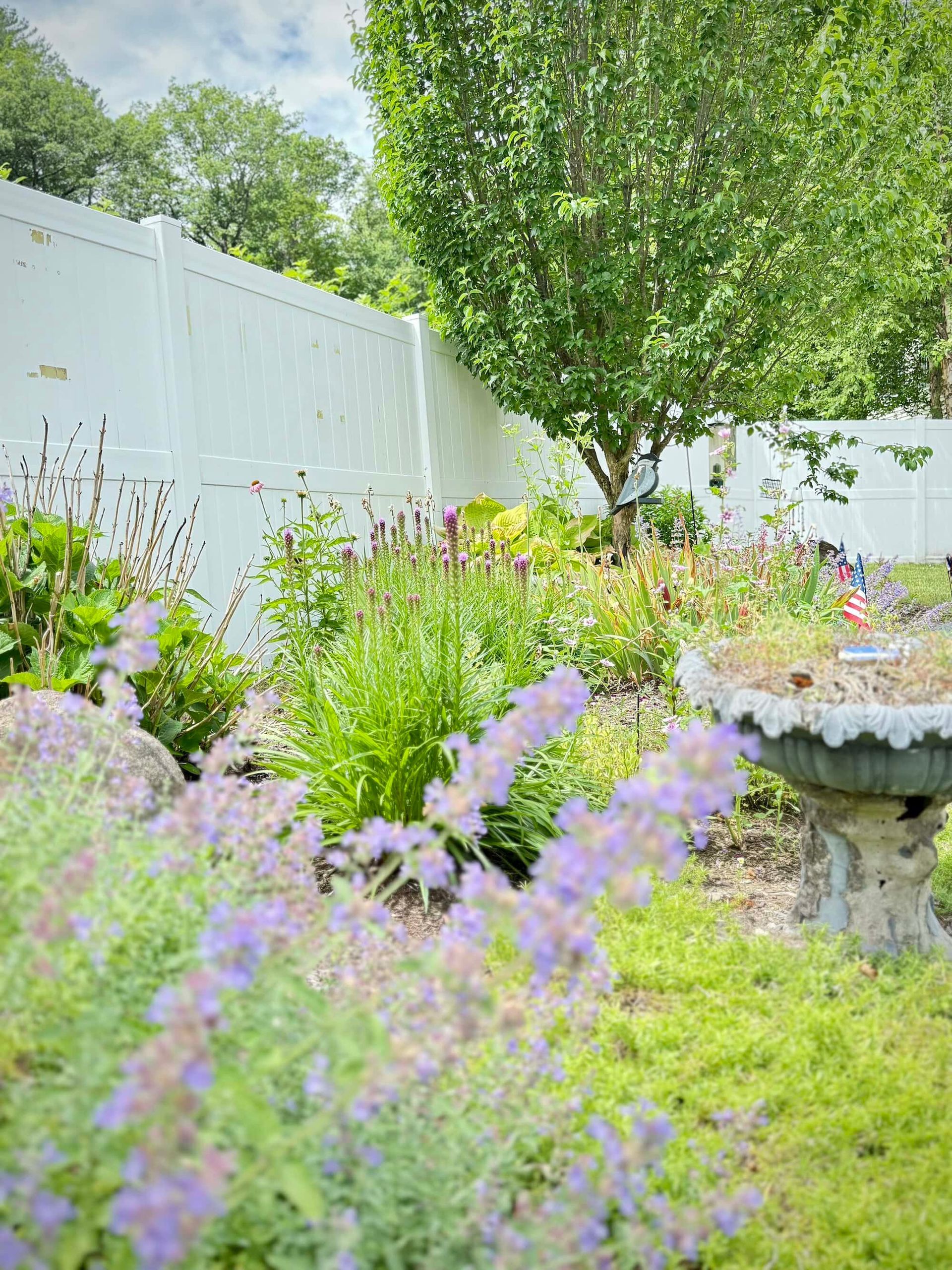 A garden with a white fence, various green plants, and purple flowers in the foreground.