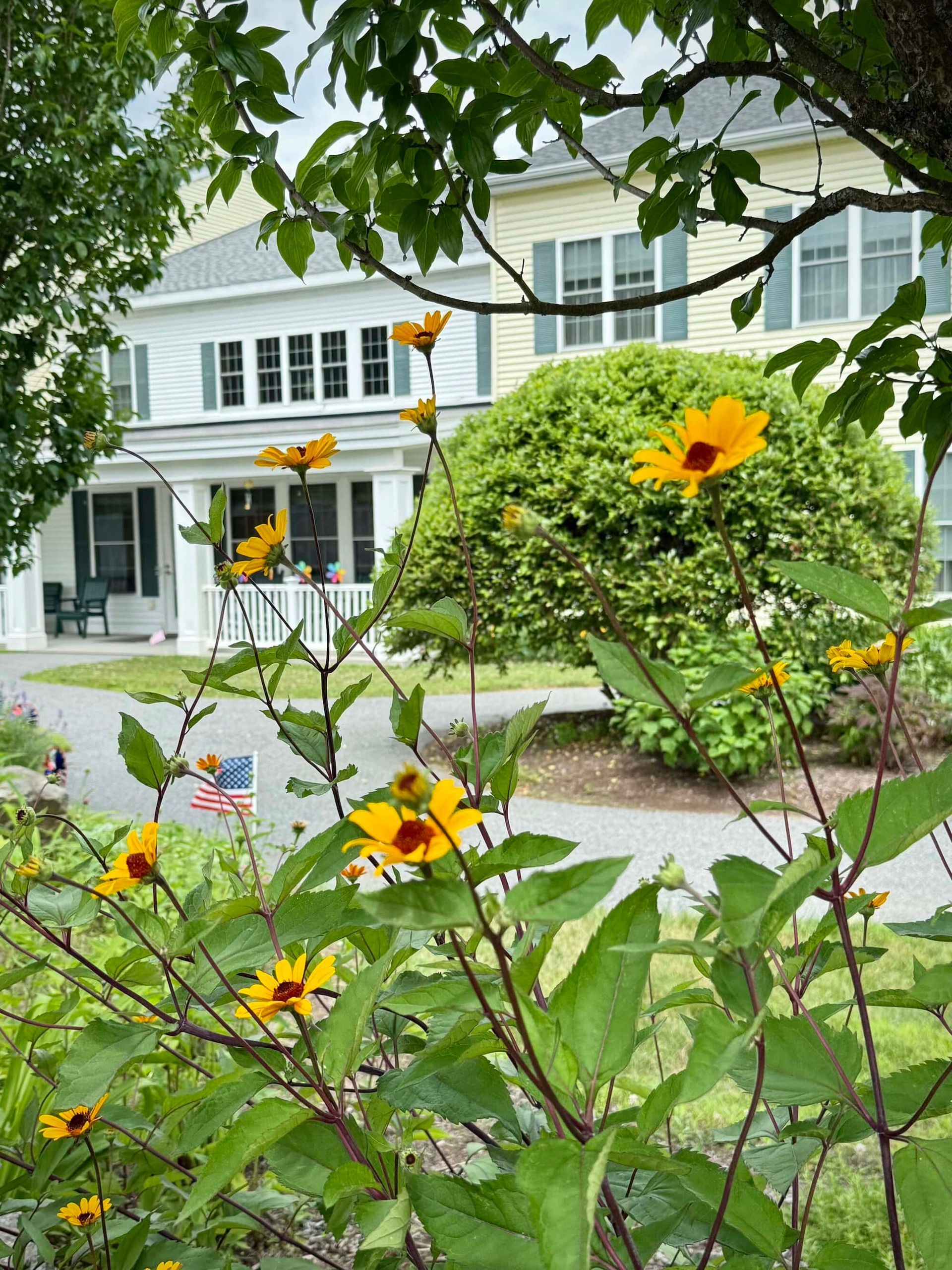 Yellow flowers in front of a white and yellow house with green shutters and a large bush.