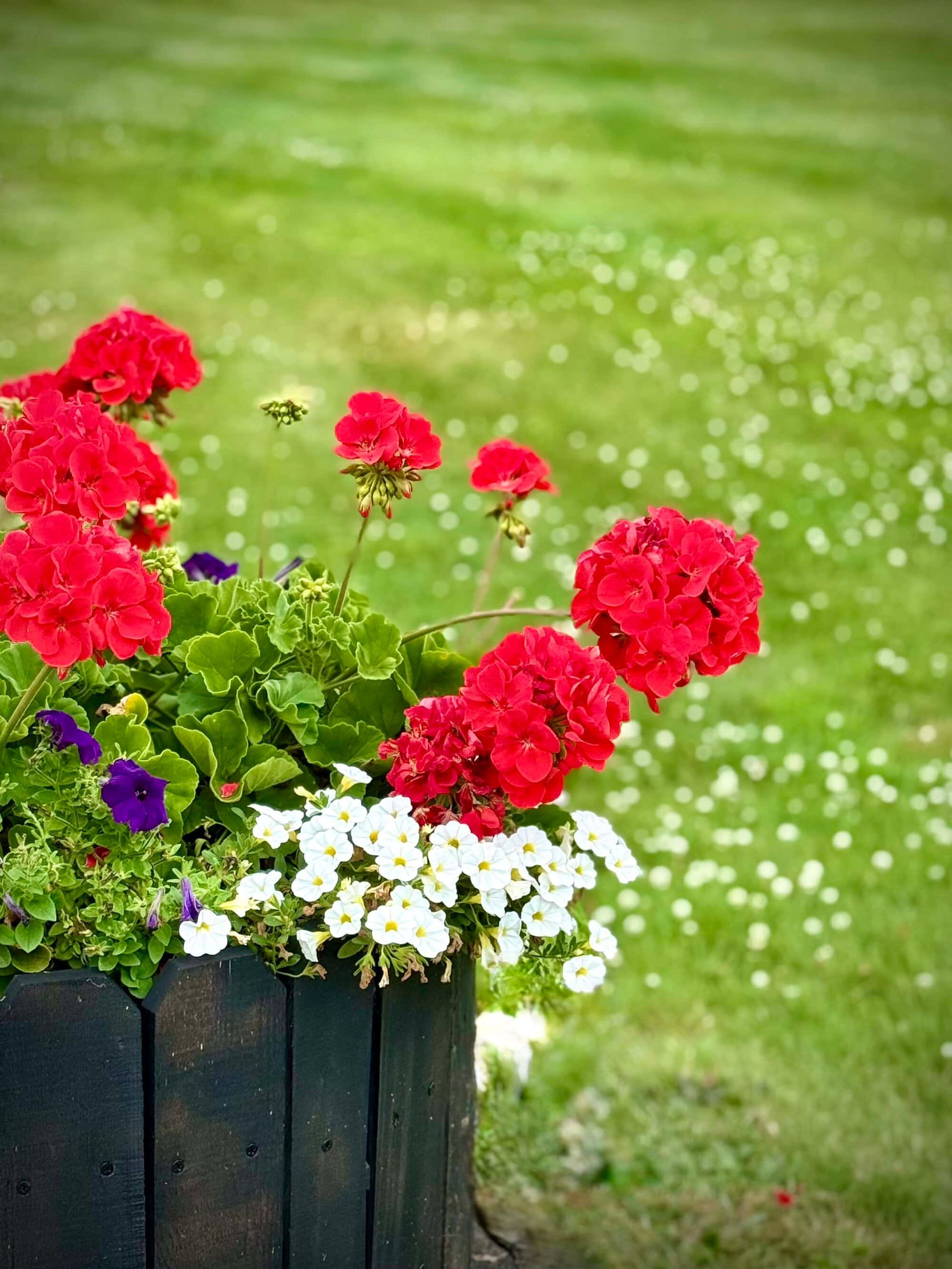 Red geraniums and white petunias in a wooden planter, set against a green lawn.
