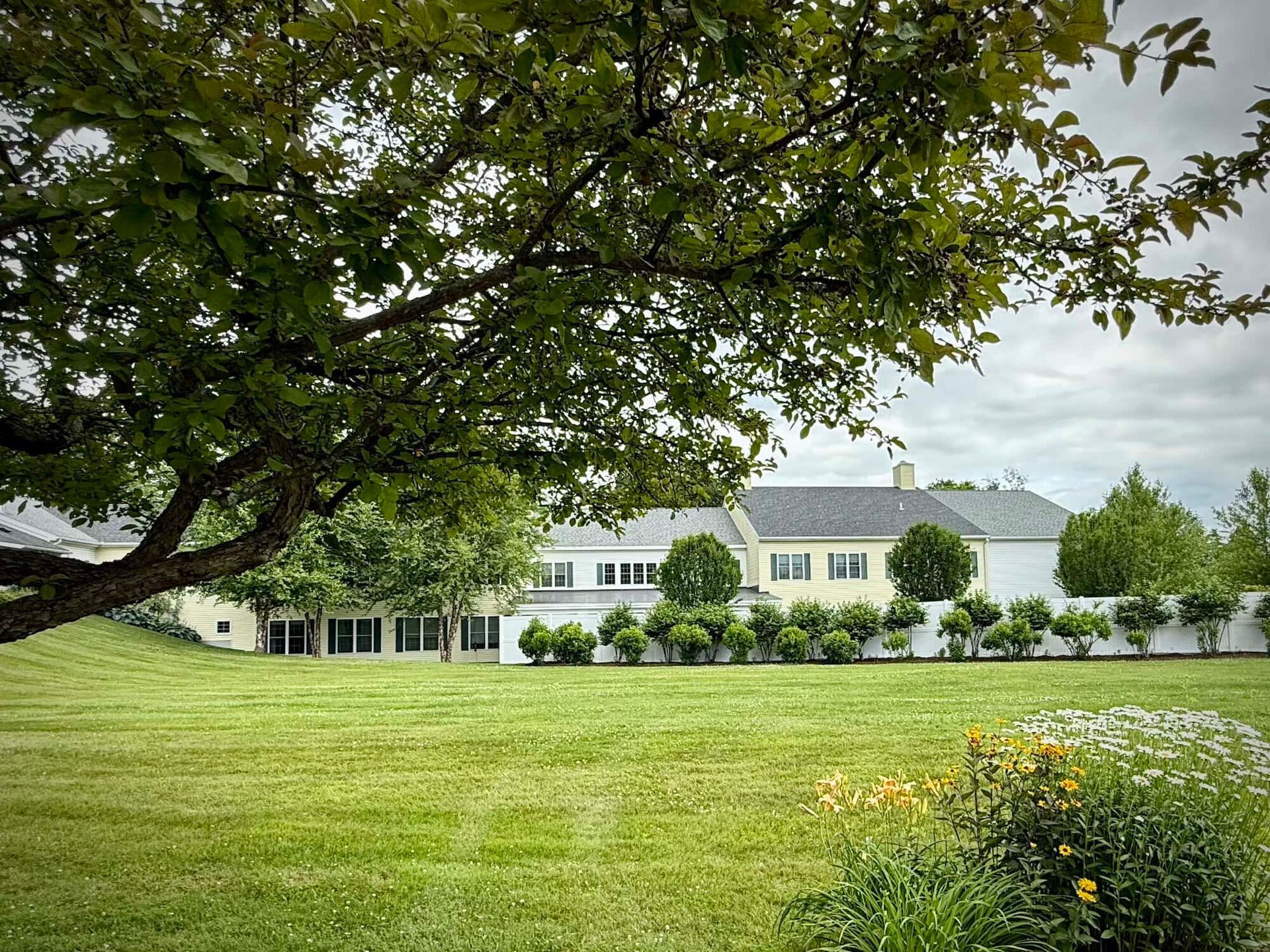 Green lawn with a large tree in the foreground. White fence and houses are in the background. Cloudy sky.