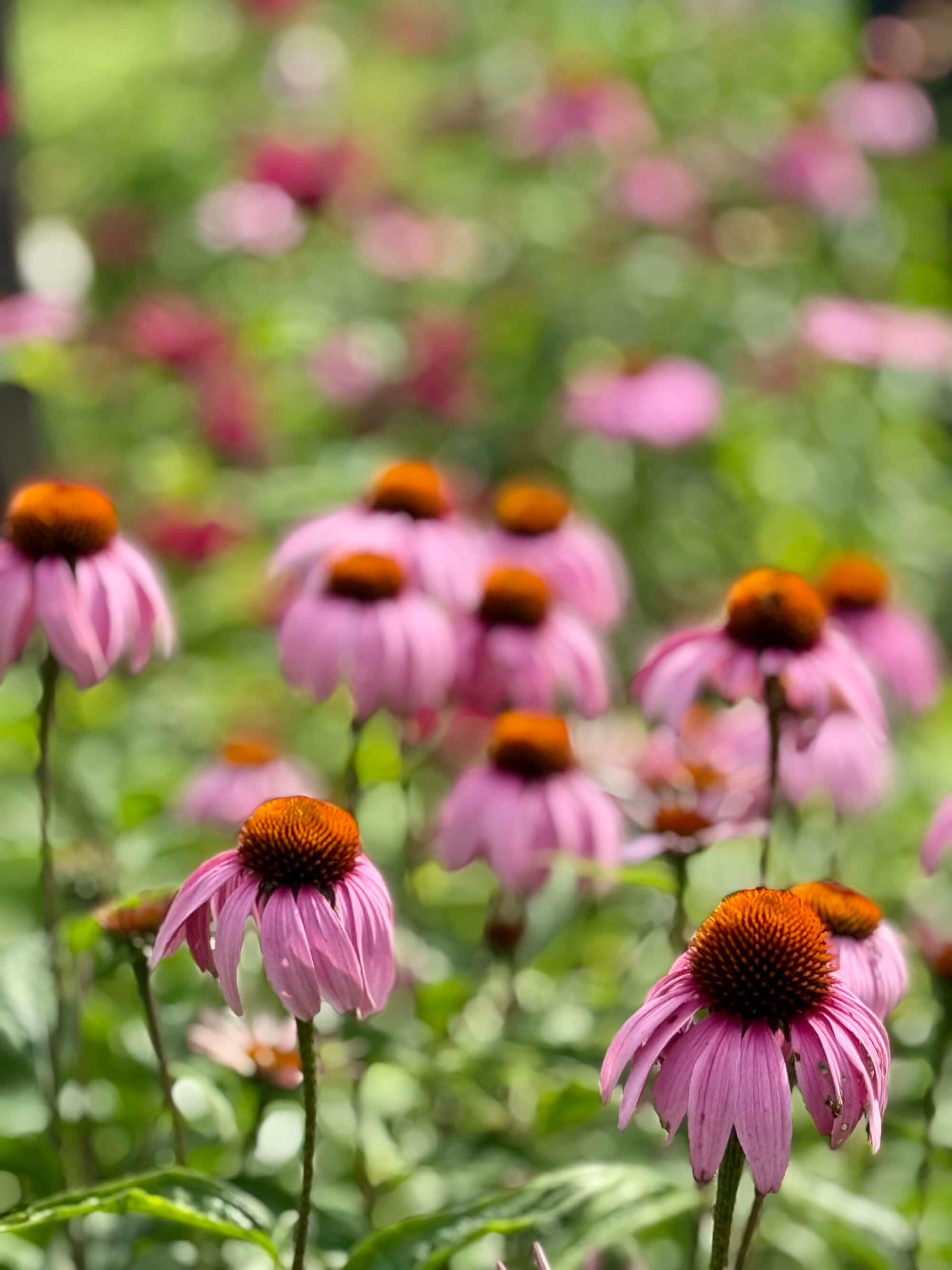 Pink coneflowers with orange centers in a field of green, soft focus background.