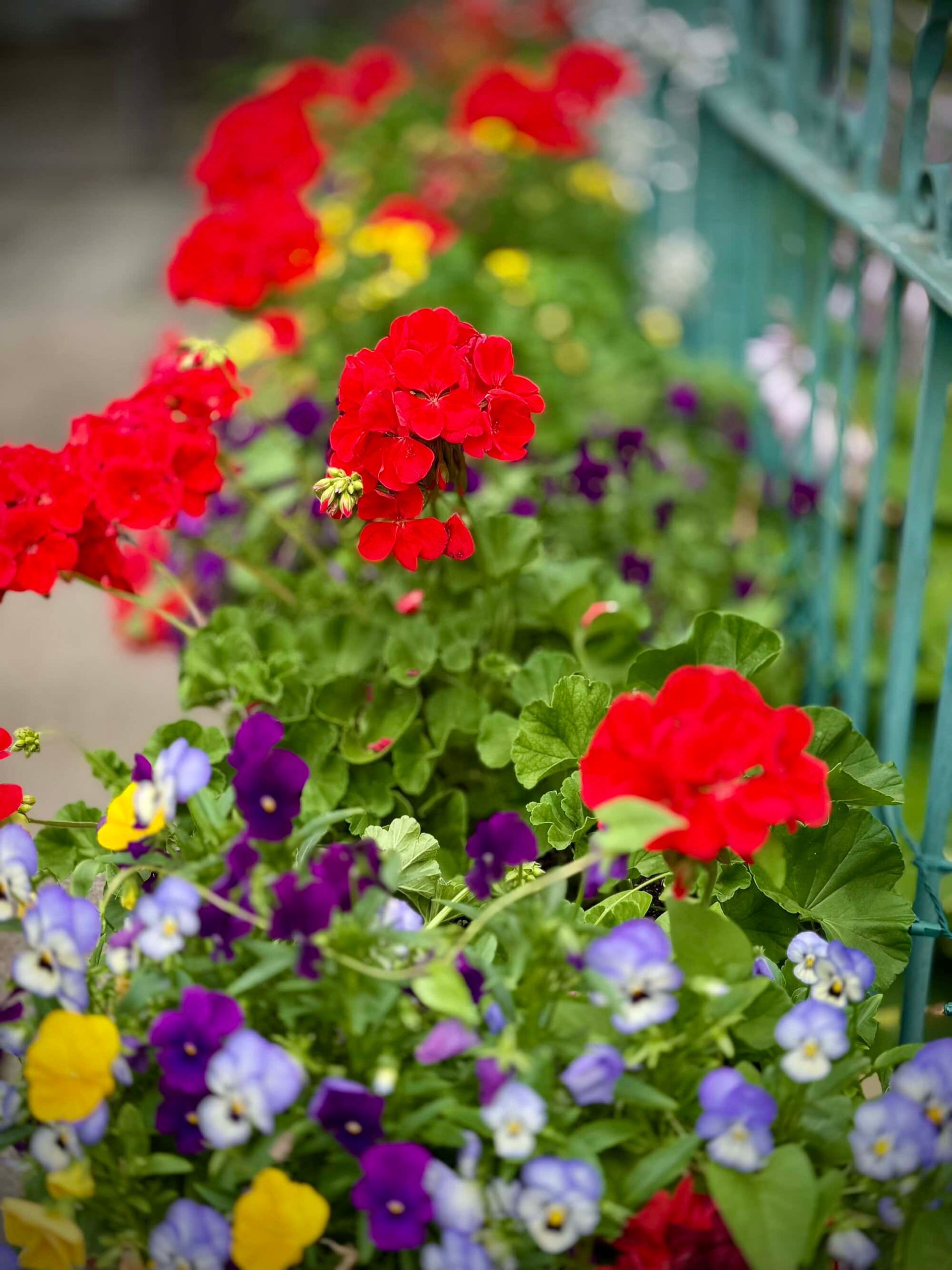 Red geraniums and purple, blue, and yellow pansies in a flower box next to a teal fence.