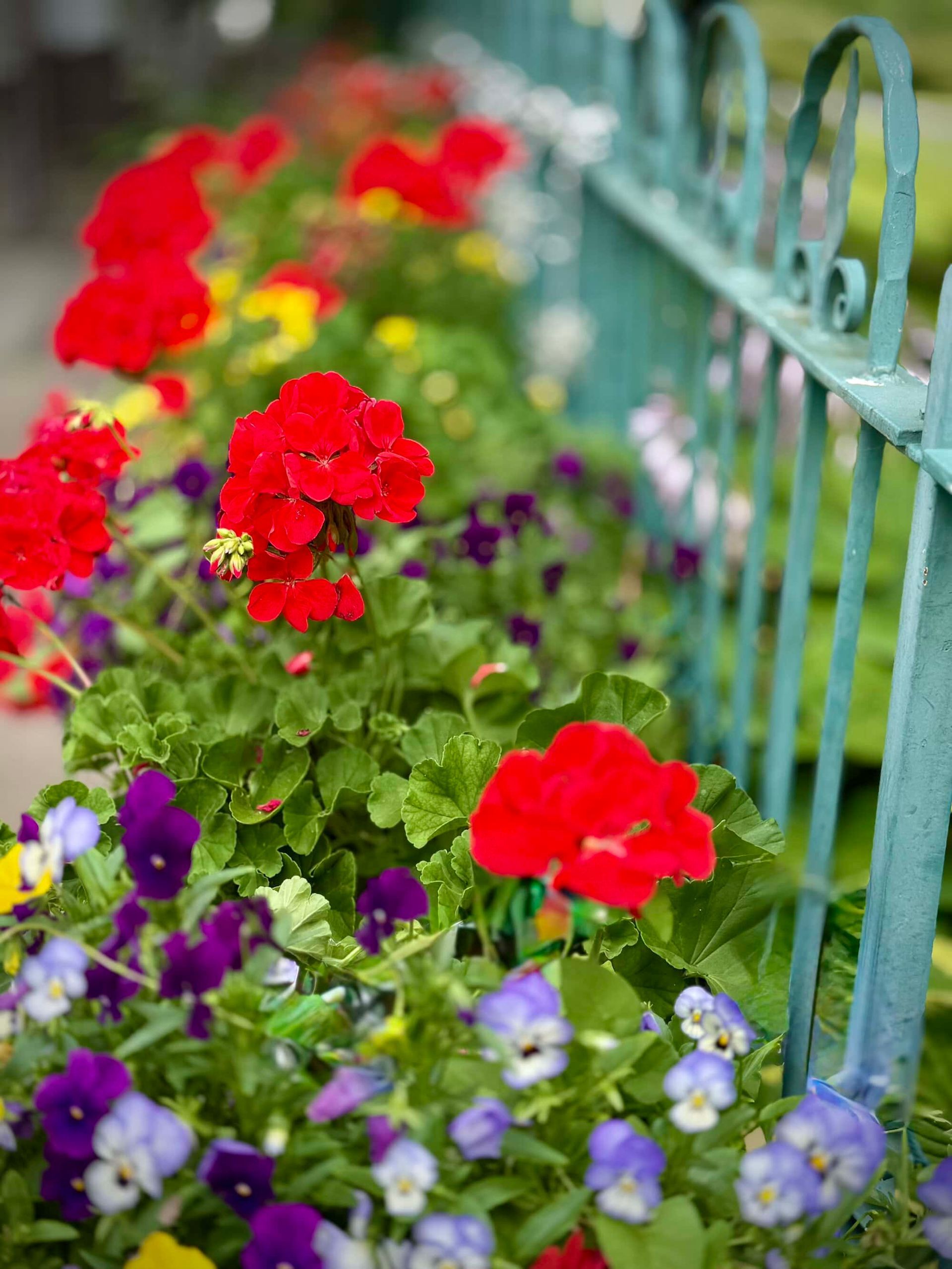 Red geraniums and purple and yellow pansies bloom behind a turquoise metal fence.
