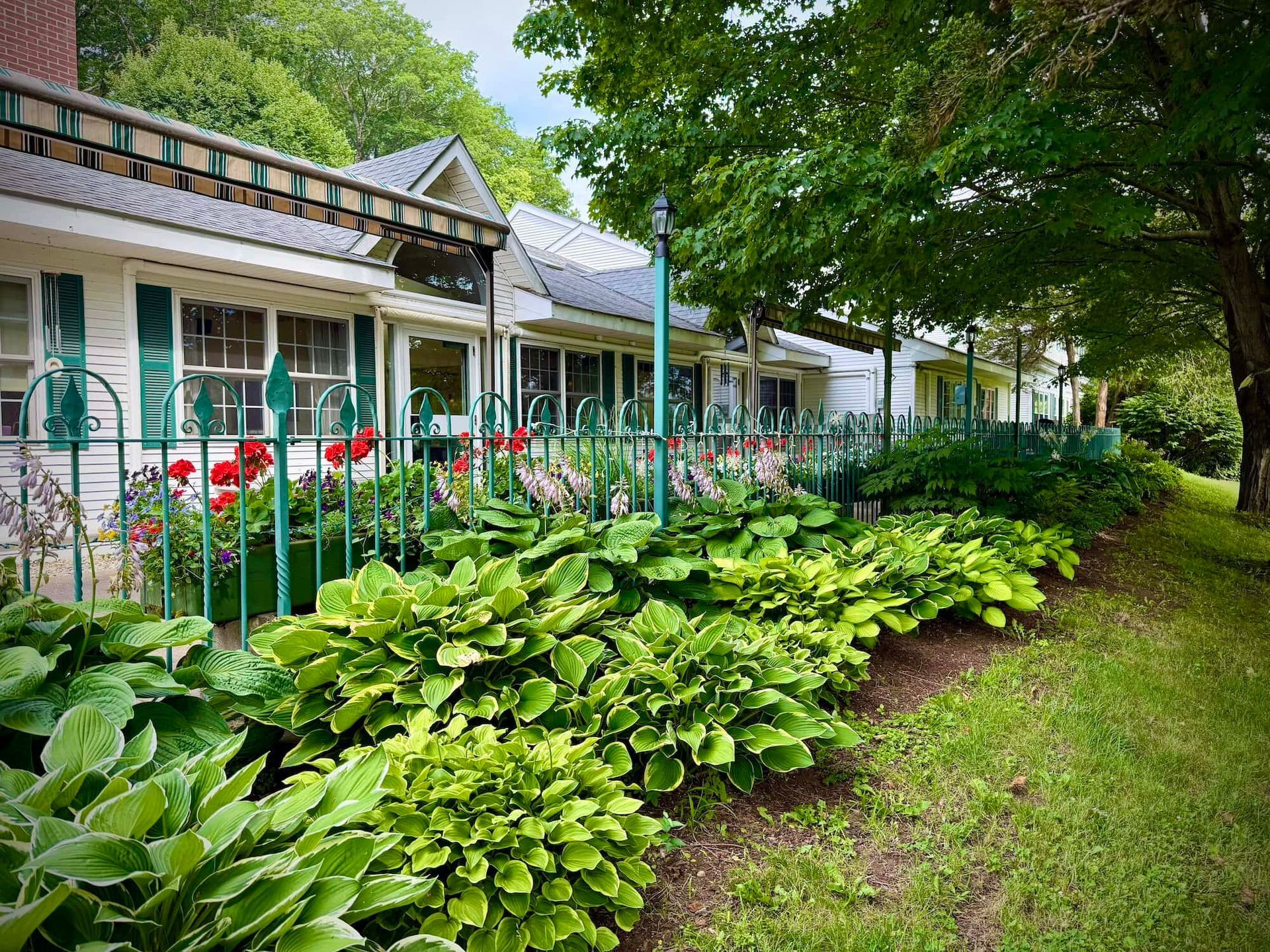 White building with green trim, lined with hosta plants and a green fence.