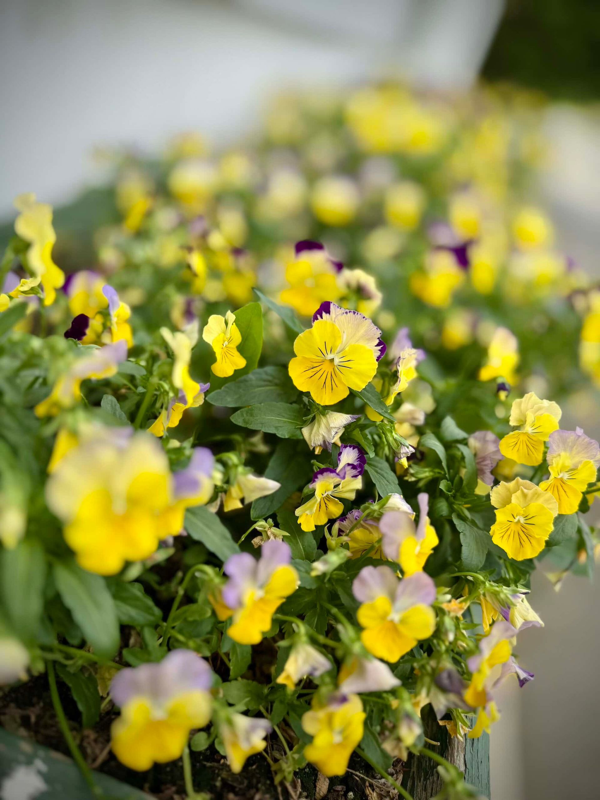 Yellow and purple pansies in a planter against a blurred white background.
