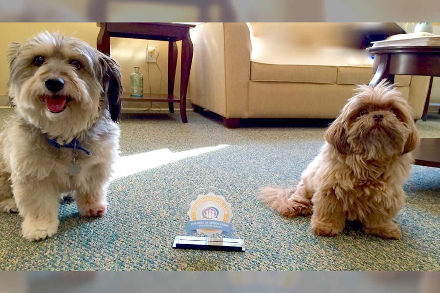 Two fluffy dogs sit by a trophy on a patterned carpet. One smiles, the other looks straight ahead.