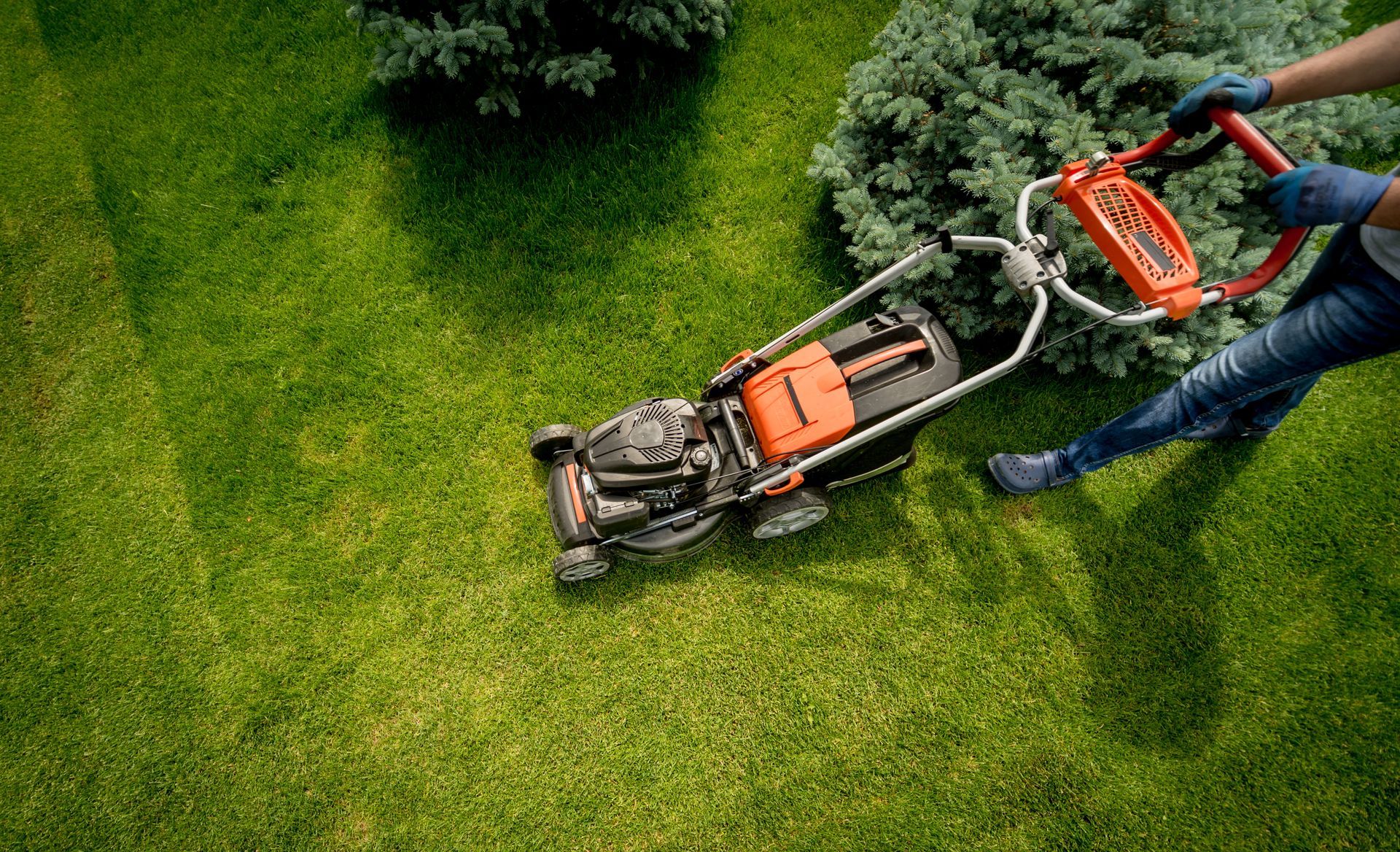 Person mowing a green lawn with an orange and black lawnmower near bushes.