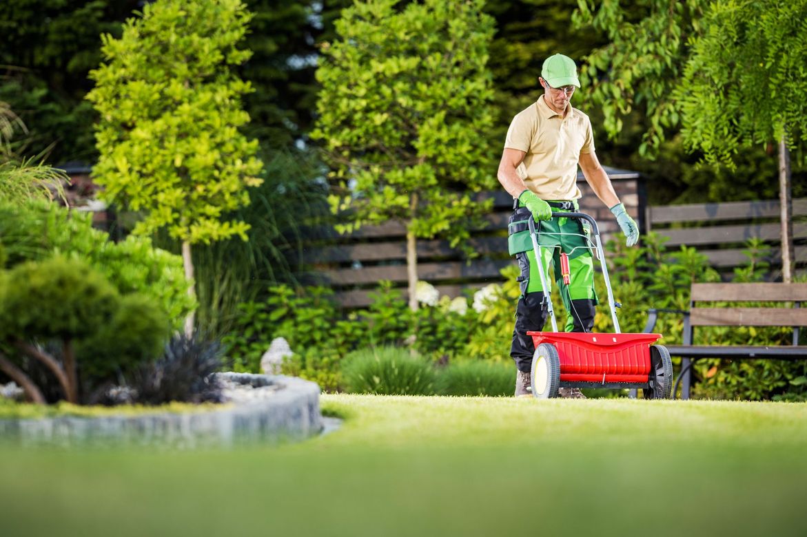 Man fertilizing a green lawn with a red spreader in a lush garden setting. Man fertilizing a green lawn with a red spreader in a lush garden setting.