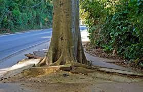 Tree Roots Causing Extreme Lifting