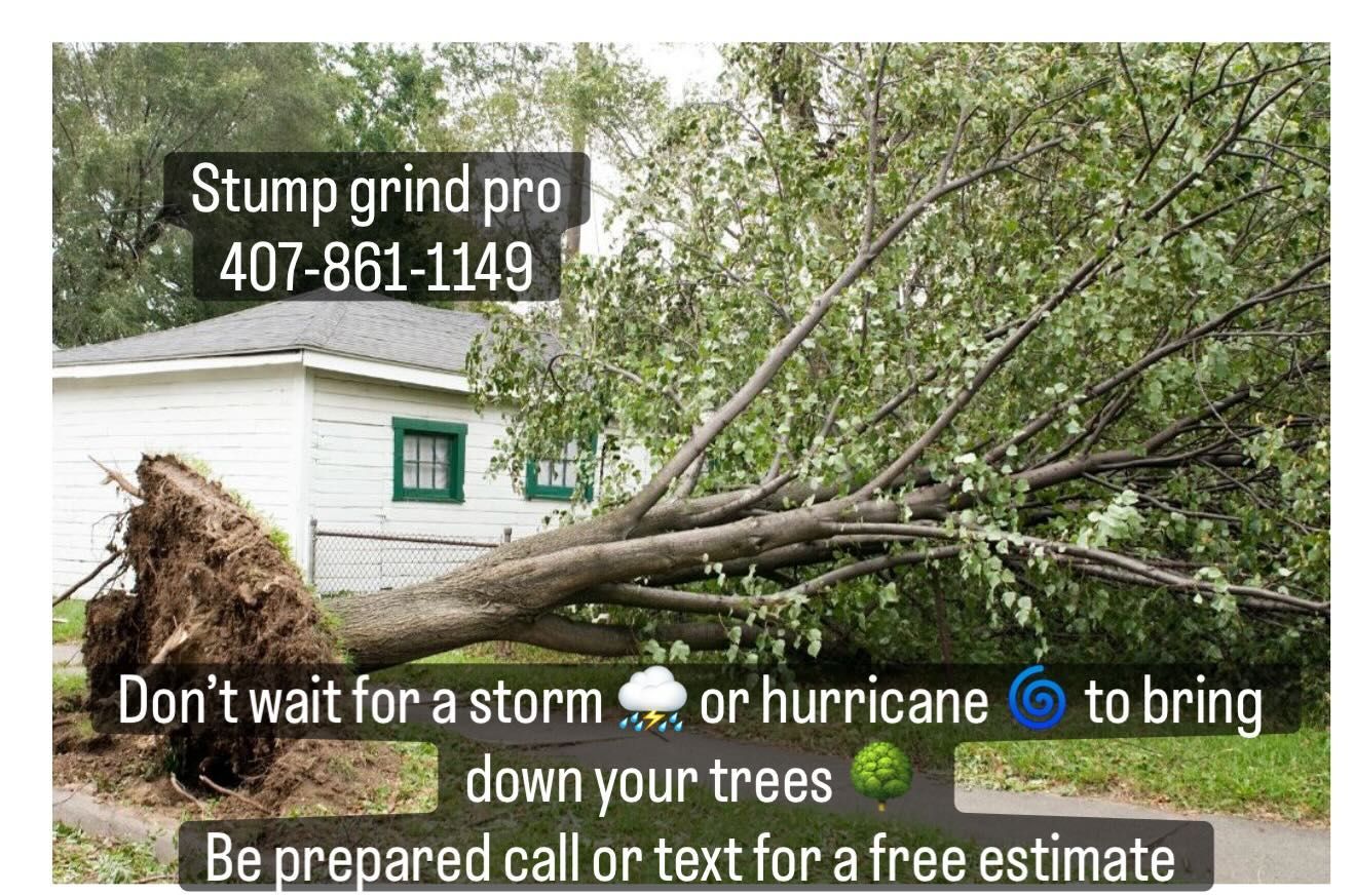 Stump Grinding services 3