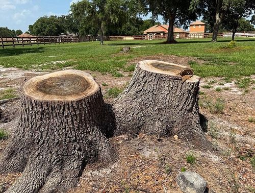 Two tree stumps