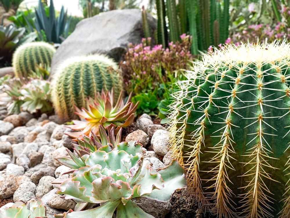 A group of cactus plants growing in a rock garden.