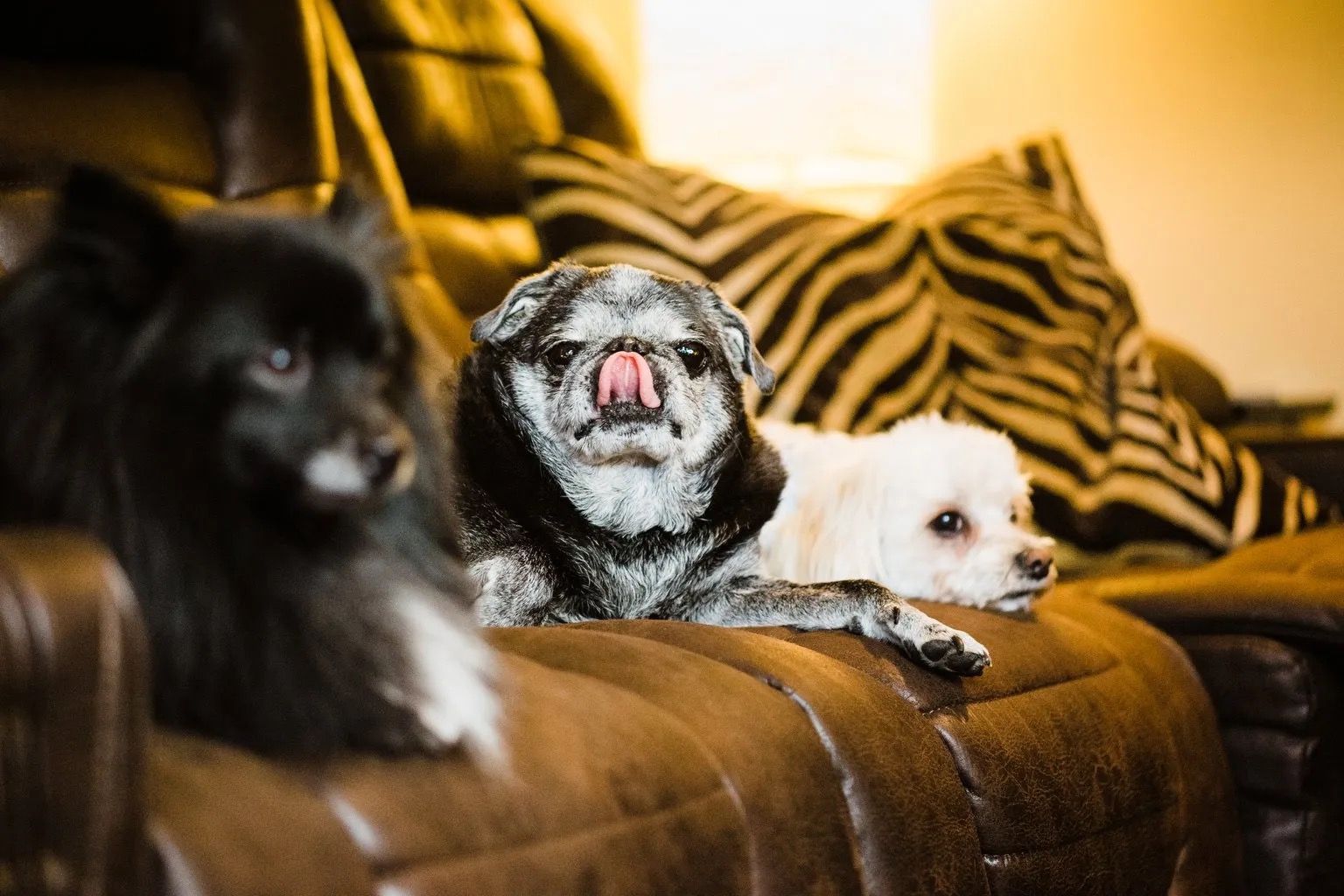 Three dogs lounging on a couch, one black, one gray with tongue out, and one white, under warm lighting