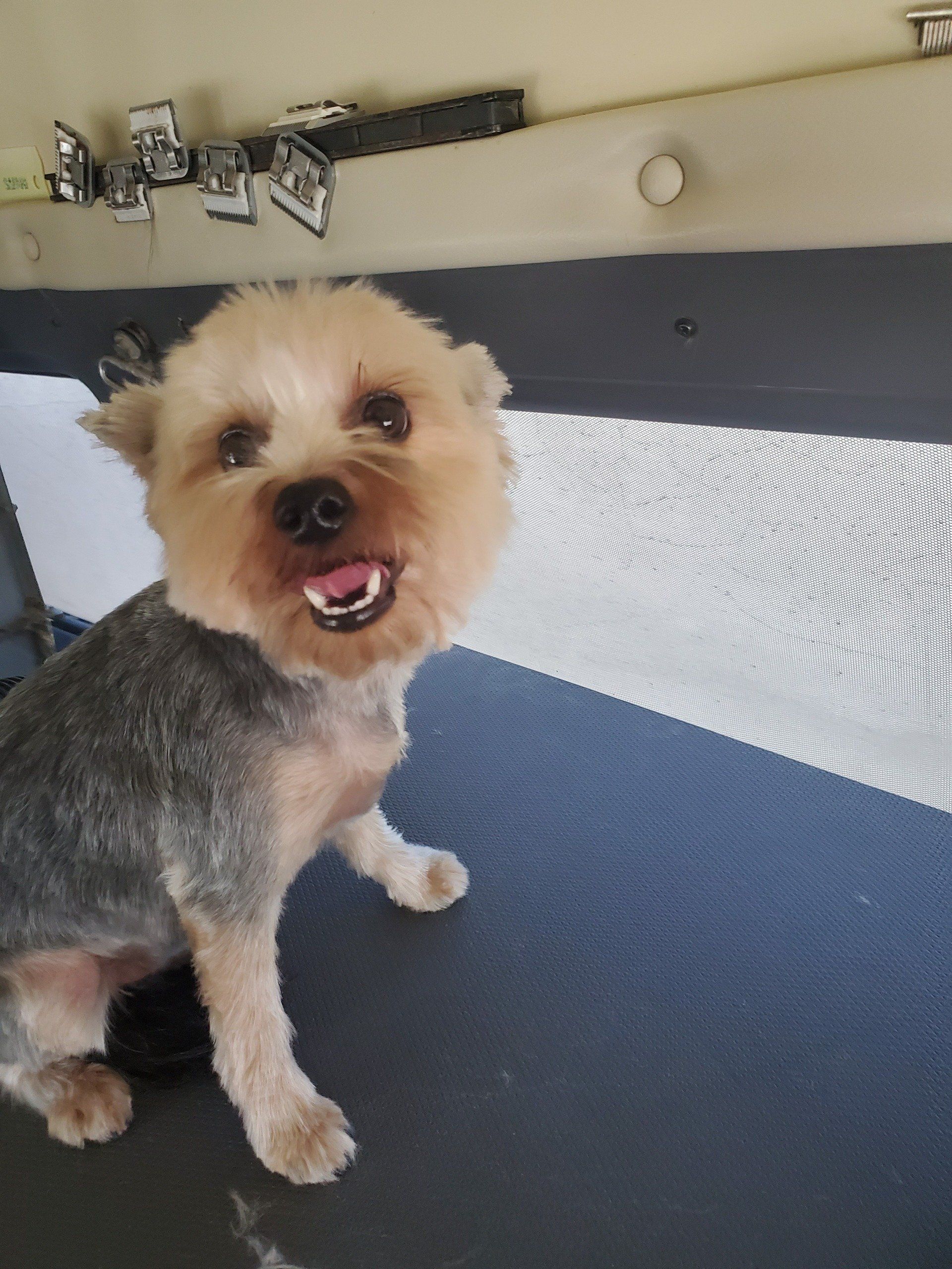 Fresh & Clean Pets Apache Junction, AZ Dashing Groomer