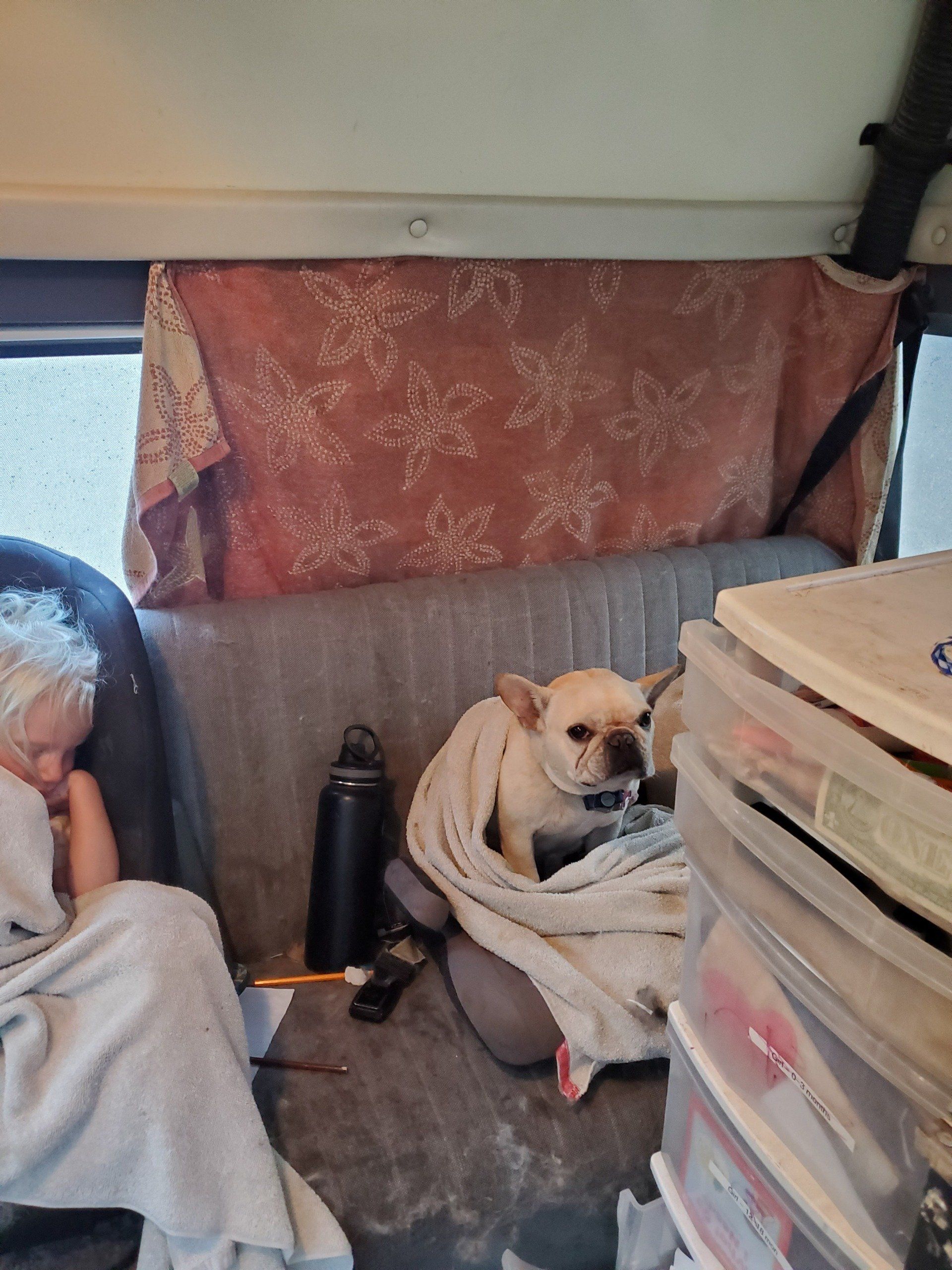 Fresh & Clean Pets Apache Junction, AZ Dashing Groomer