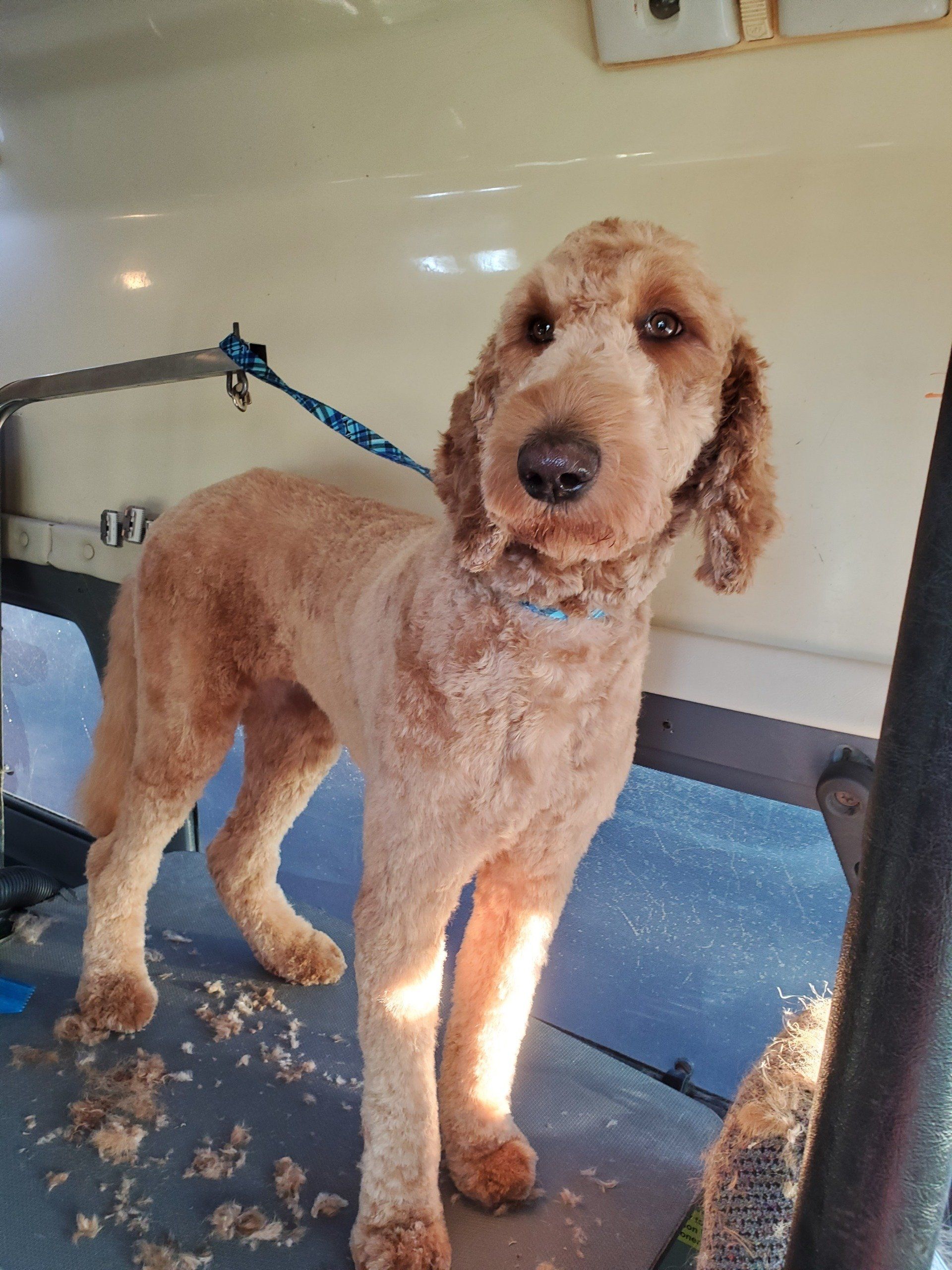 After Cutting Hair — Apache Junction, AZ — Dashing Groomer