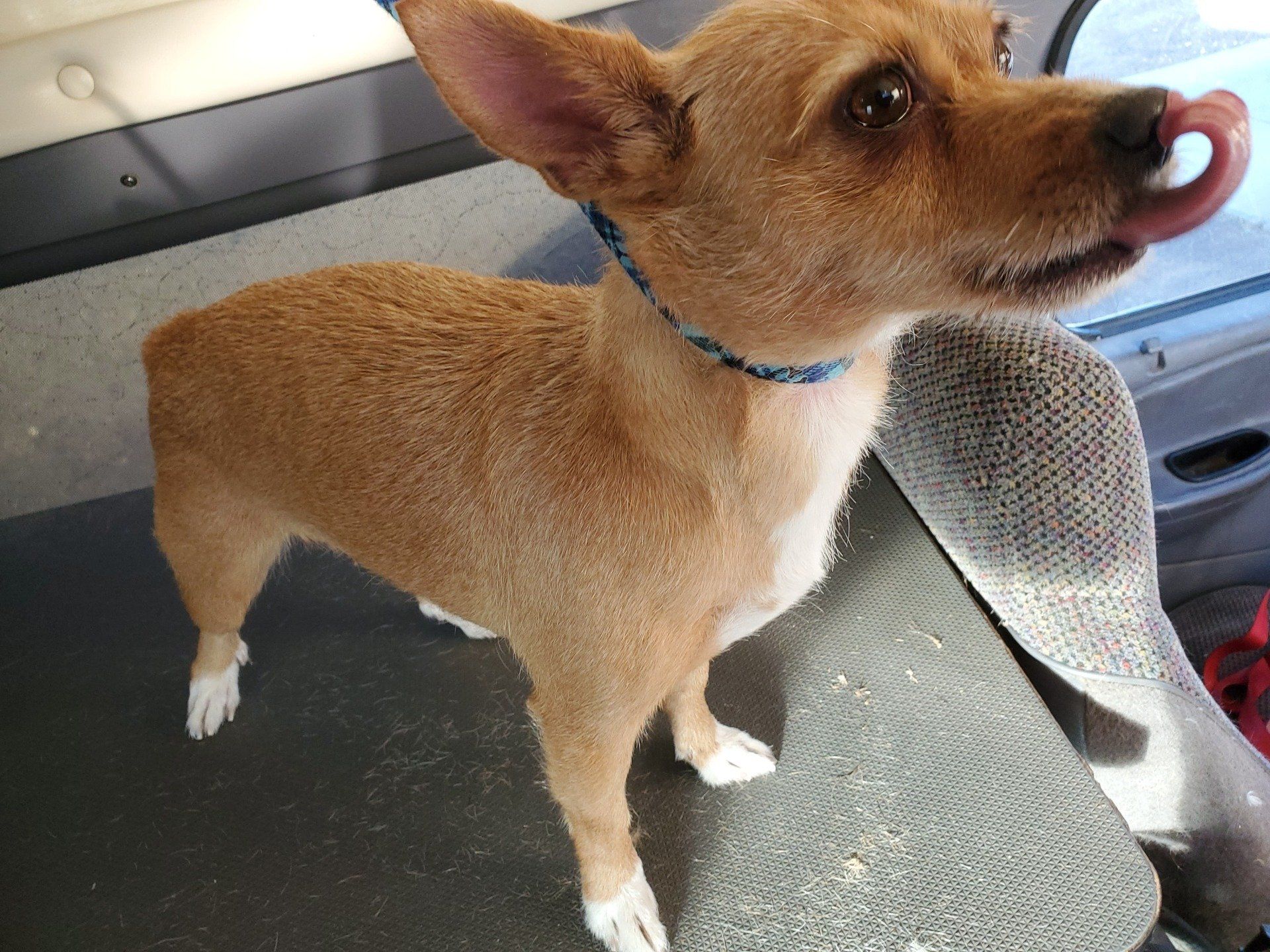 Small Brown Dog — Apache Junction, AZ — Dashing Groomer