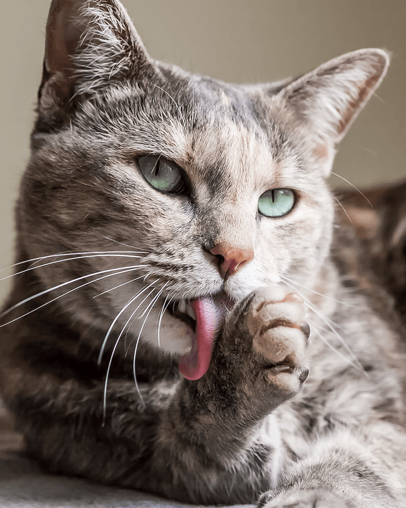 Pet Groomer Apache Junction, AZ Dashing Groomer