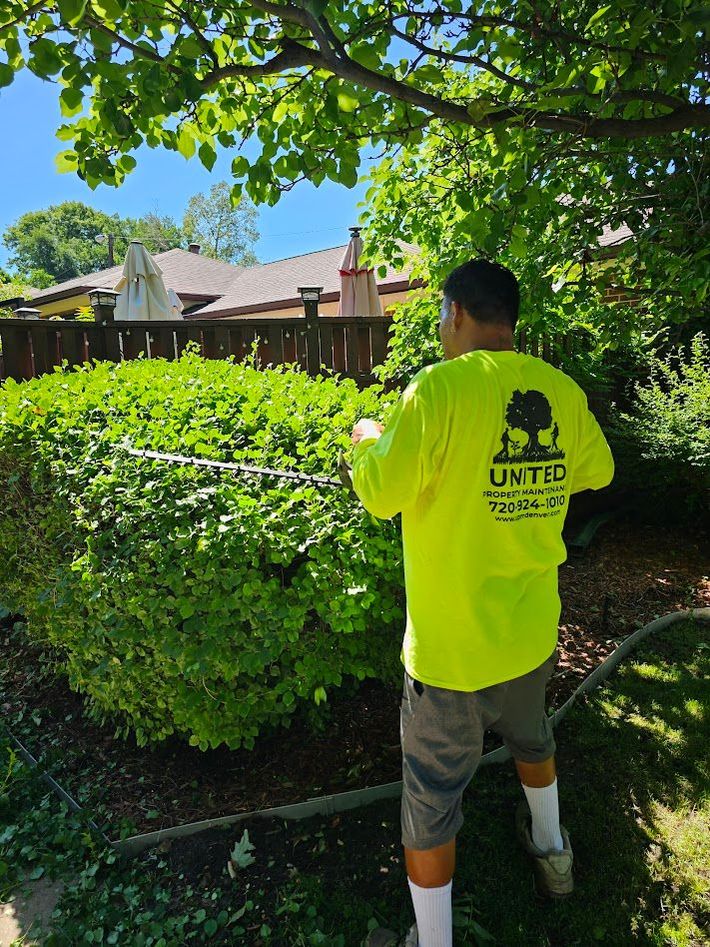 A person in a neon yellow shirt uses hedge trimmers to shape a large, green bush in a sunny residential yard.