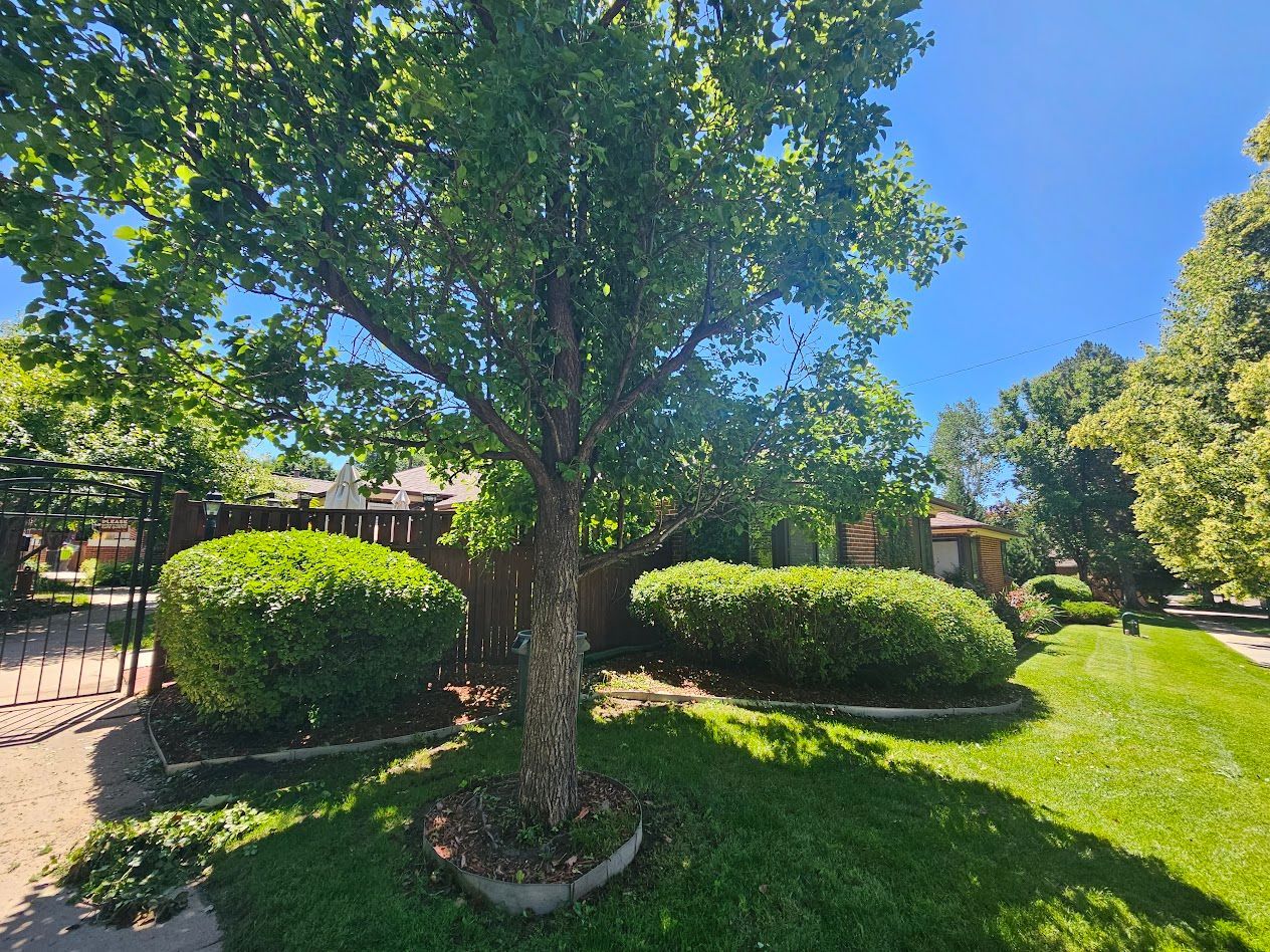 A sunny residential yard with a large central tree, two trimmed green bushes, and a partial view of a house in the back.