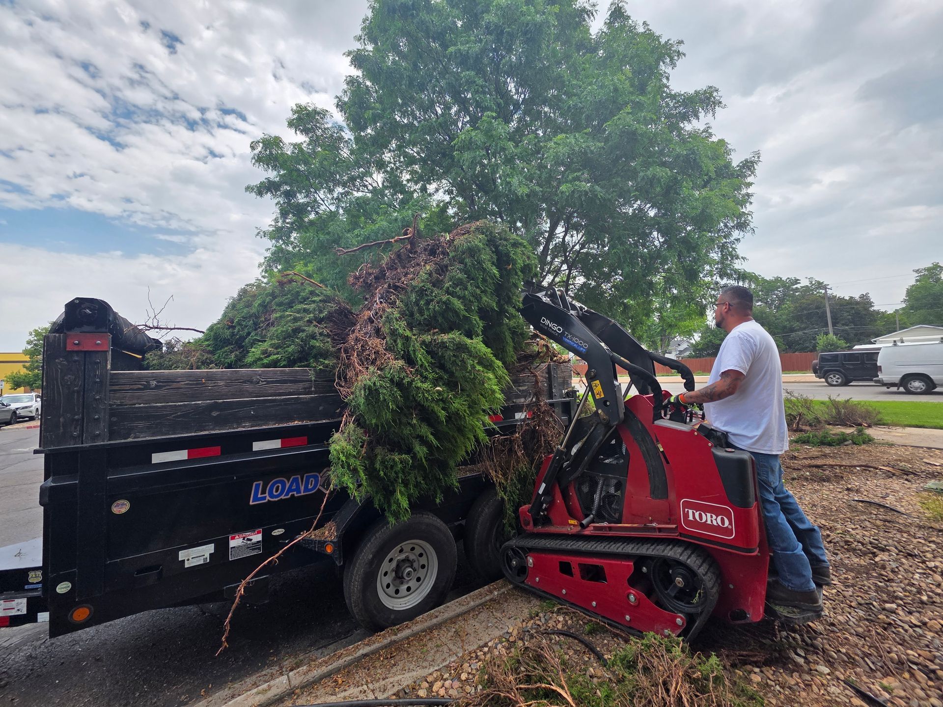 A worker operates a red track loader to lift large evergreen tree debris into a black dump trailer outdoors.