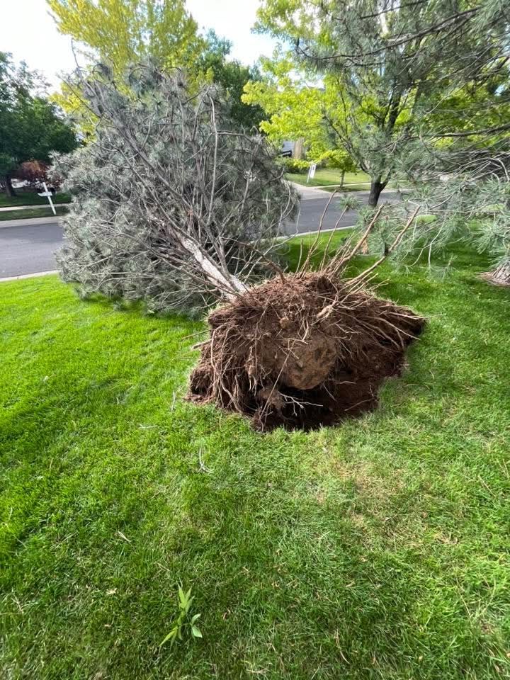 A fallen coniferous tree with its exposed root ball resting on a grassy residential lawn near a street.