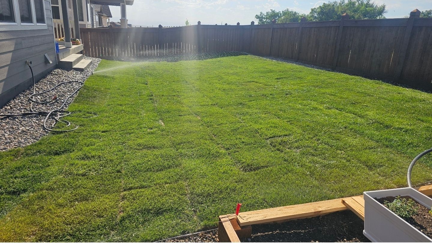 A sprinkler waters a green grass lawn next to a grey house, a gravel border, and a wooden fence on a sunny day.