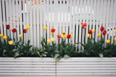 Beautifully white painted picket fence with lively flowers in colours to complement its look in Ballarat VIC.