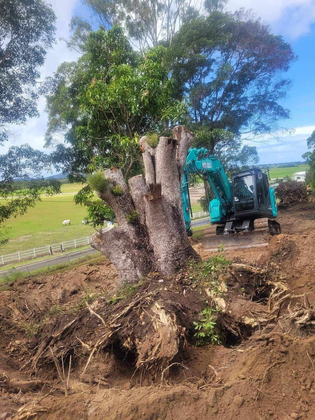 A large tree stump is being removed by an excavator. — Al's Excavation in Bridges, QLD