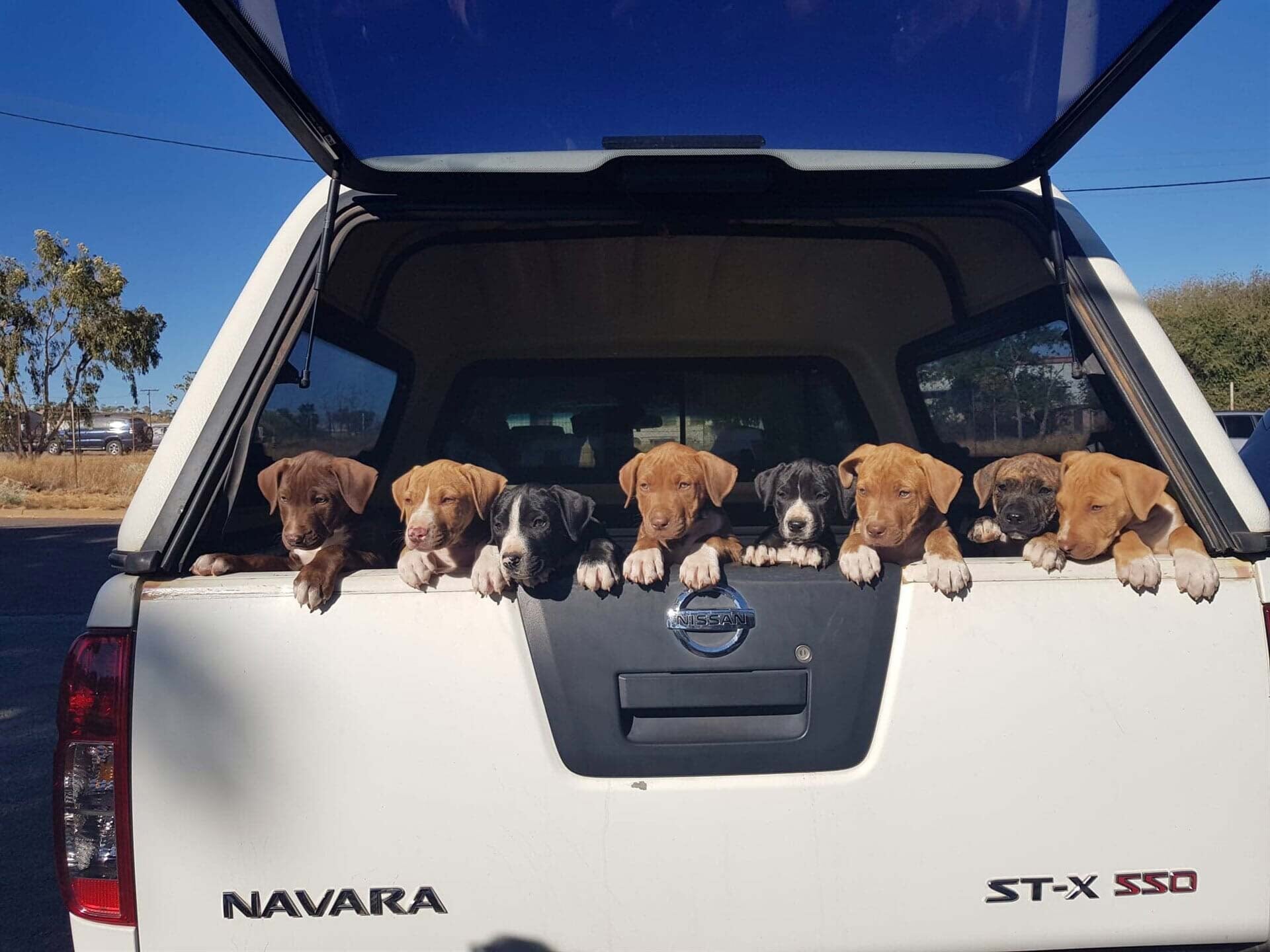 Puppies At The Rear Side Of the Car