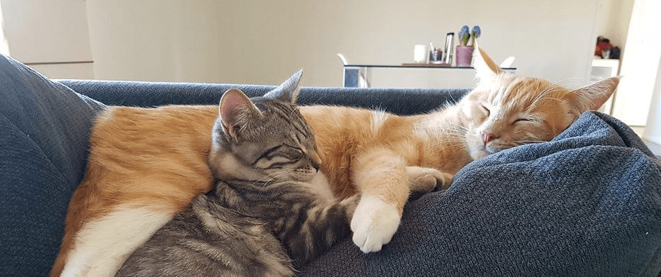 Cats Sleeping Comfortably