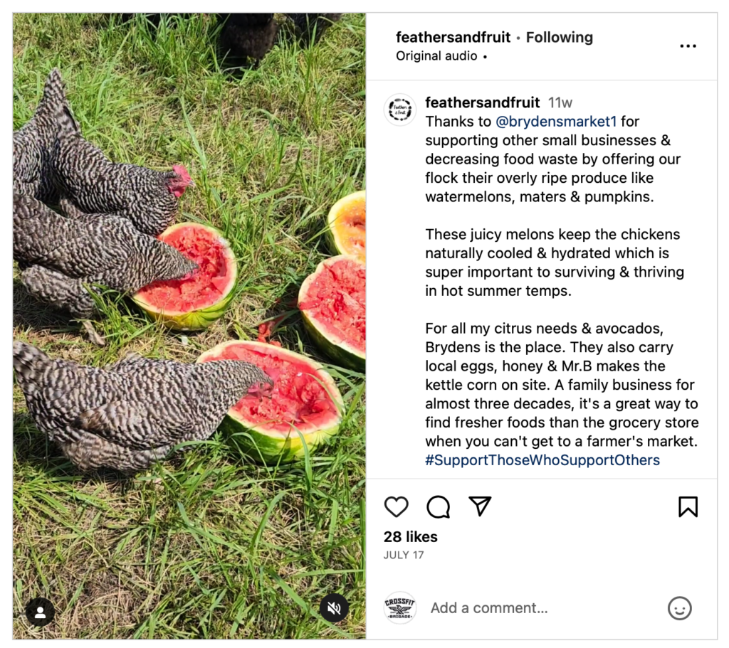 Chickens eating watermelon on grass. Post about supporting local farms.