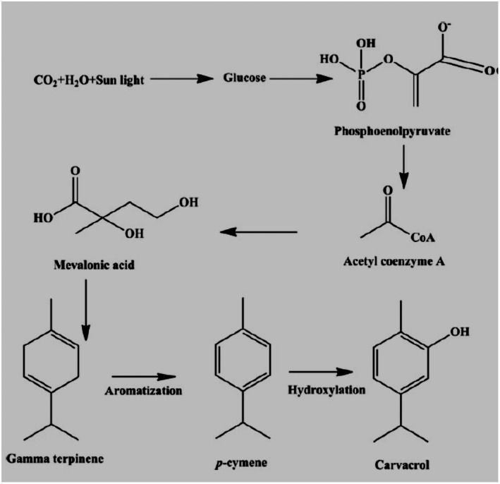 A diagram showing the chemical reactions between glucose and mevalonic acid