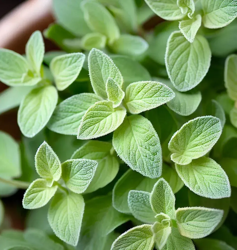 A close up of a plant with green leaves