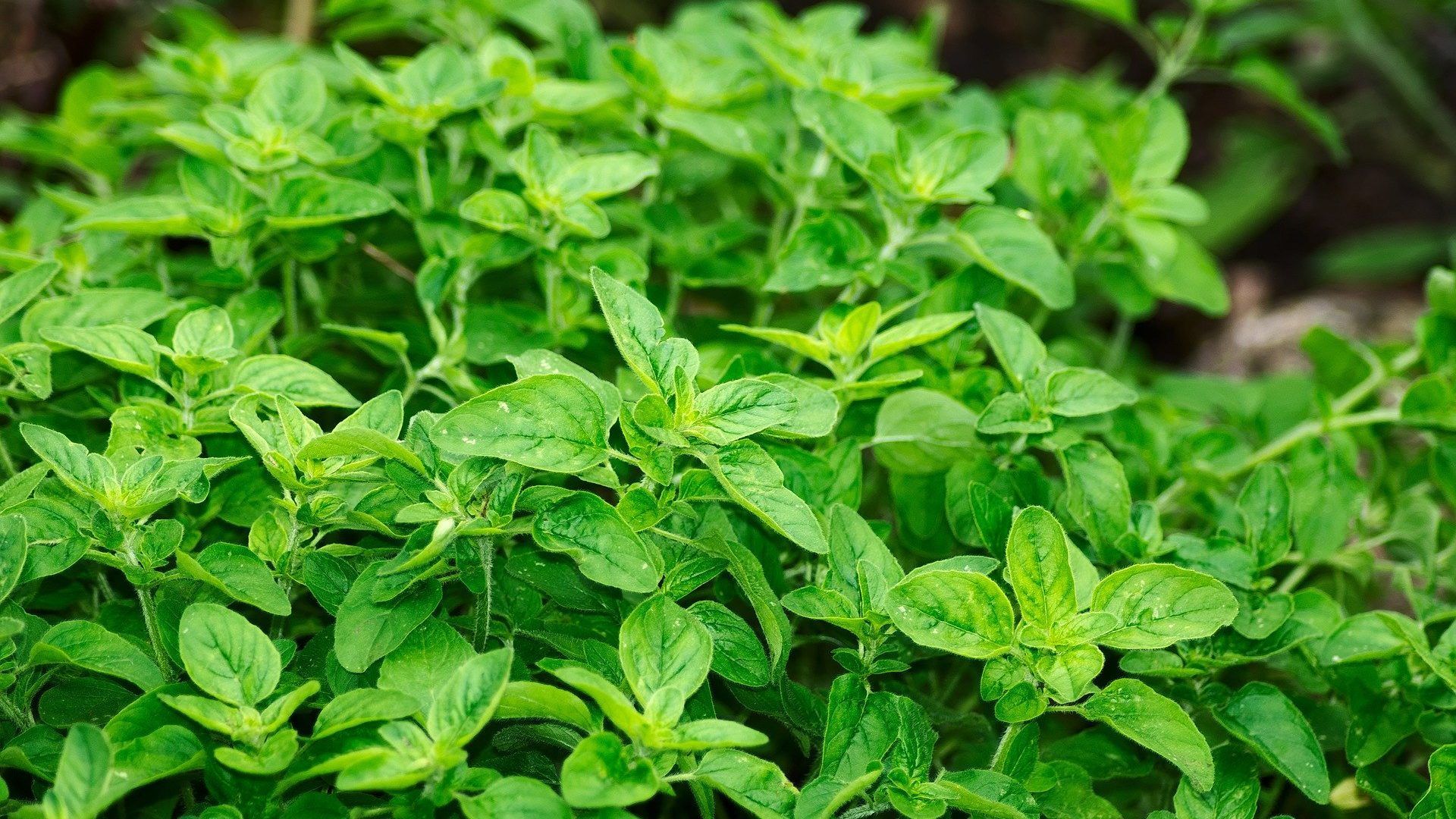 a close up of a bunch of oregano leaves on a plant .
