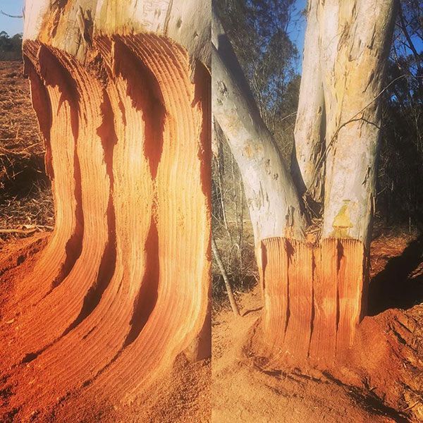 Two pictures of a tree trunk showing different stages of decay