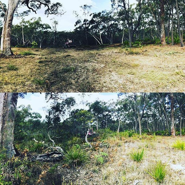 A before and after picture of a forest with trees and grass.
