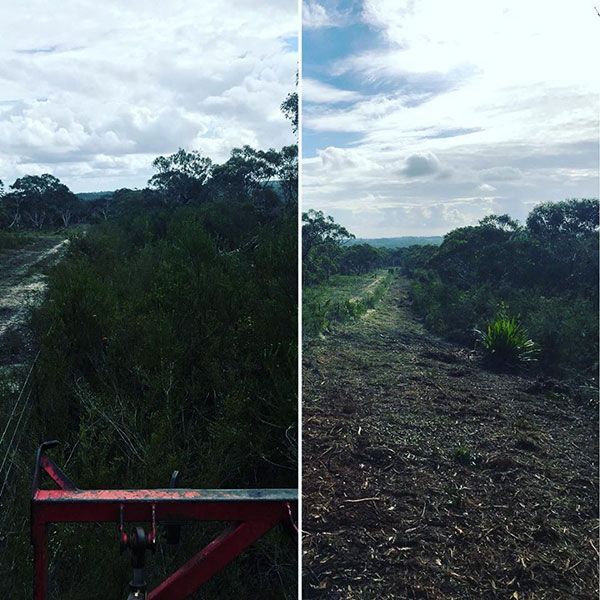 A before and after picture of a forest.