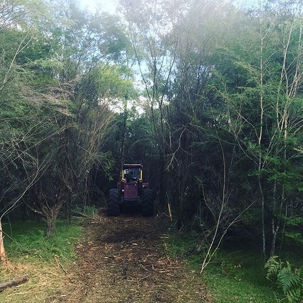 A tractor is driving through a lush green forest.