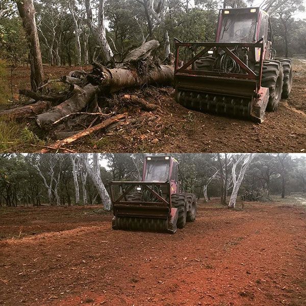 A tractor is cutting down trees in a forest.
